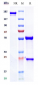 Anti-CD3e Reference Antibody (teplizumab)