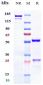 Anti-GPRC5D Reference Antibody (talquetamab)