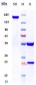 Anti-IL-1b Reference Antibody (canakinumab)