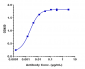 Anti-CEACAM1 / CD66a Reference Antibody (CM-24)