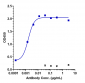 Anti-CLDN6 Reference Antibody (IMAB027)