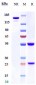 Anti-Complement C3 Reference Antibody (NGM621)