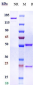 Anti-Complement Factor D Reference Antibody (lampalizumab)