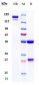 Anti-CSF1R / M-CSFR / CD115 Reference Antibody (cabiralizumab)