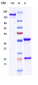 Anti-EpCAM / TROP1 / CD326 Reference Antibody (adecatumumab)