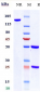 Anti-EpCAM / TROP1 / CD326 Reference Antibody (citatuzumab)