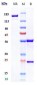 Anti-FOLH1 / PSMA Reference Antibody (rosopatamab)