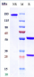 Anti-GPC3 / Glypican-3 Reference Antibody (codrituzumab)