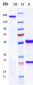 Anti-ERBB3 / HER3 Reference Antibody (lumretuzumab)