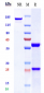 Anti-ERBB3 / HER3 Reference Antibody (barecetamab)