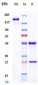 Anti-IFNa1 Reference Antibody (sifalimumab)