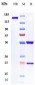 Anti-IFNAR1 Reference Antibody (anifrolumab)