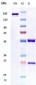 Anti-IFNAR1 Reference Antibody (Medarex patent anti-IFNAR-1)