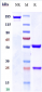 Anti-IL-1RAP / IL-1R3 Reference Antibody (nidanilimab)