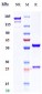 Anti-IL-22 Reference Antibody (fezakinumab)