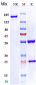 Anti-LIV-1 / SLC39A6 Reference Antibody ((ladiratuzumab vedotin)