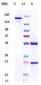 Anti-MSPR / RON / CD136 Reference Antibody (narnatumab)