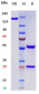 Anti-PDCD1 / PD-1 / CD279 Reference Antibody (toripalimab)