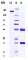 Anti-PDCD1 / PD-1 / CD279 Reference Antibody (nivolumab)