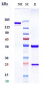 Anti-PDCD1 / PD-1 / CD279 Reference Antibody (sintilimab)