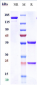 Anti-PDCD1 / PD-1 / CD279 Reference Antibody (camrelizumab)
