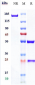 Anti-PDCD1 / PD-1 / CD279 Reference Antibody (spartalizumab)