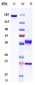 Anti-PDGFRA / CD140a Reference Antibody (olaratumab)