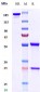 Anti-BTN1A1 Reference Antibody (ICT-01)