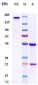 Anti-BTN1A1 Reference Antibody (CTX-2026)