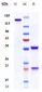 Anti-SEMA4D / CD100 Reference Antibody (pepinemab)
