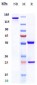 Anti-Siglec-4a / MAG Reference Antibody (refanezumab)