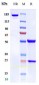 Anti-TFPI Reference Antibody (concizumab)
