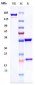 Anti-TNFSF2 / TNFa Reference Antibody (infliximab)