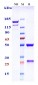 Anti-TNFRSF10B / TRAILR2 / CD262 Reference Antibody (lexatumumab)