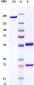 Anti-TfR Reference Antibody (Jr-141)