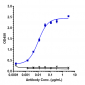 Anti-TfR Reference Antibody (Jr-141)