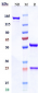 Anti-CDH17 / Cadherin-17 Reference Antibody (10C12)