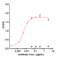 Anti-CDH17 / Cadherin-17 Reference Antibody (10C12)