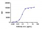 Anti-CDH17 / Cadherin-17 Reference Antibody (10C12)