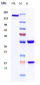 Anti-TGFb1 Reference Antibody (fresolimumab)