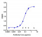 Anti-TGFb1 Reference Antibody (fresolimumab)