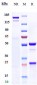 Anti-IGF-1 Reference Antibody (xentuzumab)