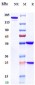 Anti-CD38 Reference Antibody (daratumumab)