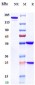 Anti-CD38 Reference Antibody (daratumumab)