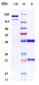 Anti-CD38 Reference Antibody (mezagitamab)