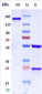 Anti-ERBB2 / HER2 / CD340 Reference Antibody (disitamab)