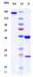 Anti-Mesothelin Reference Antibody (anetumab-MMAE)