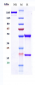 Anti-MSPR / RON / CD136 Reference Antibody (H5B14)