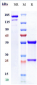 Anti-NT5E / CD73 Reference Antibody (oleclumab)