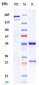 Anti-B7-H1 / PD-L1 / CD274 Reference Antibody (avelumab)